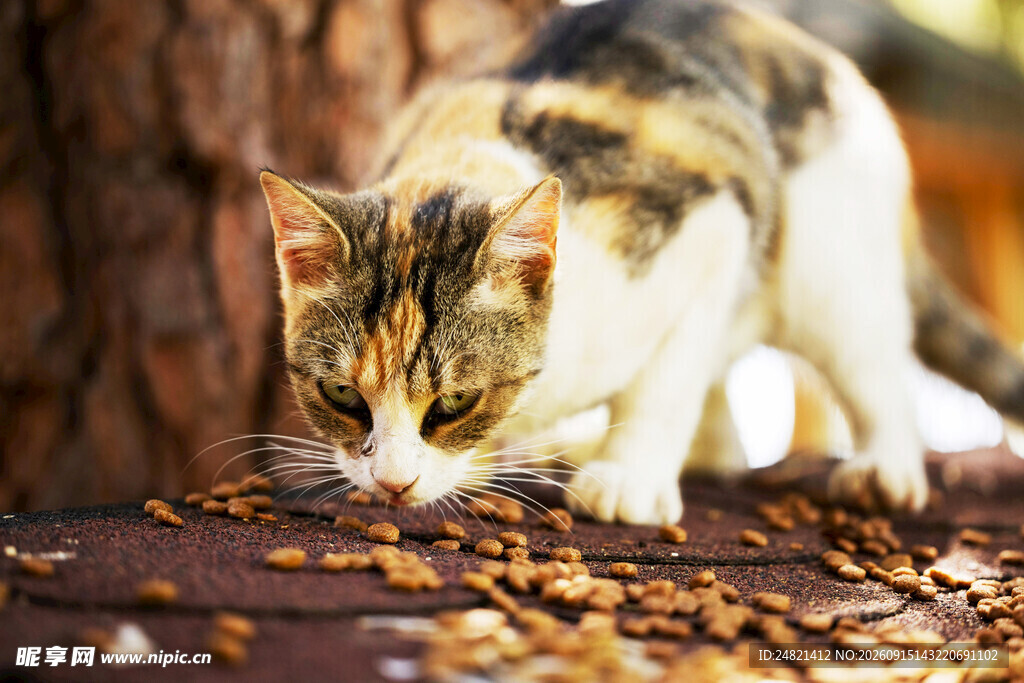 猫咪嗅闻地上的猫粮