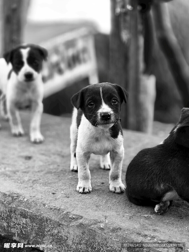 三只萌犬在户外的瞬间