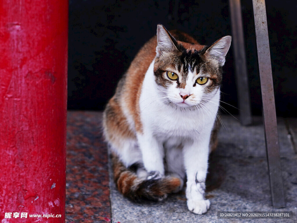 三色猫咪蹲坐红物旁
