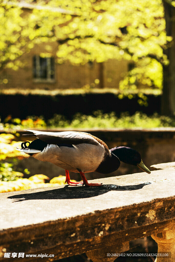 石台上休憩的鸭子