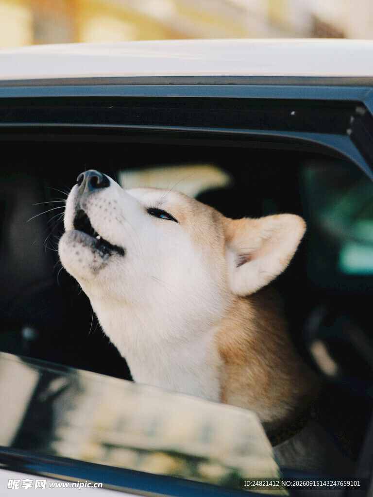柴犬探出头开心望向天空