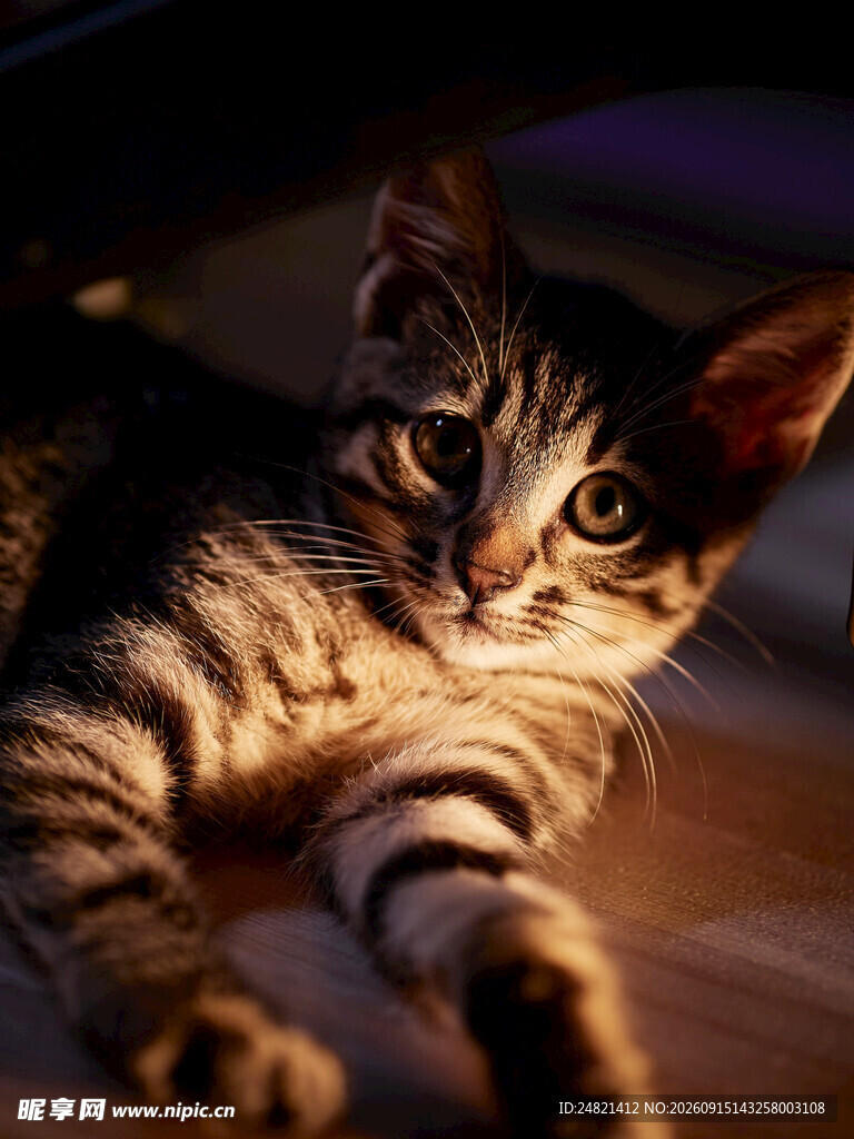 可爱斑纹猫趴卧在室内