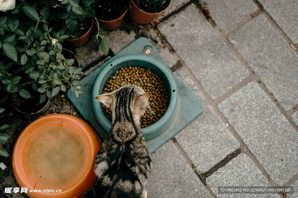 猫咪专注进食画面