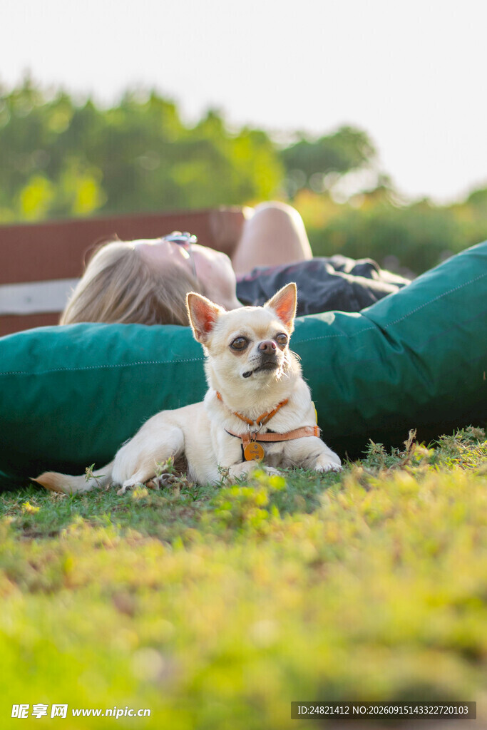 人与萌犬惬意躺卧草地