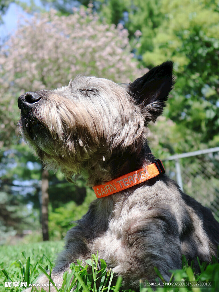 草地上的可爱灰毛犬