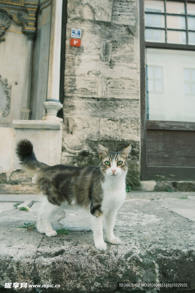 街头猫咪的悠闲瞬间
