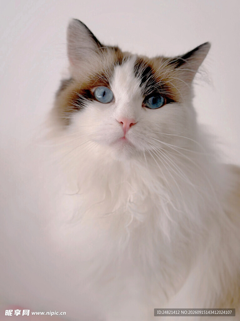 可爱双色瞳长毛猫咪