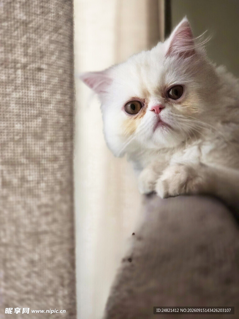 可爱猫咪趴扶手
