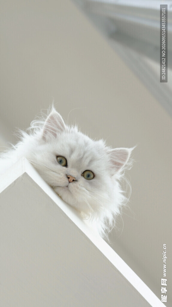 萌猫探头
