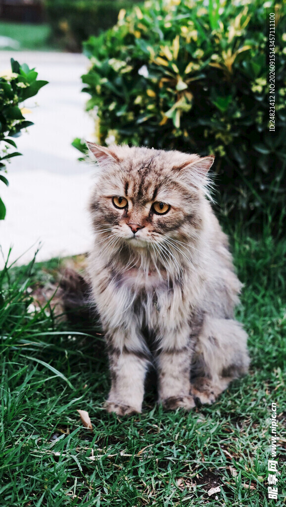 草地上的长毛猫咪