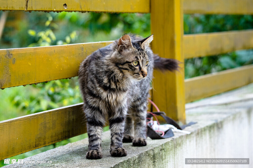 围栏边的斑纹猫咪