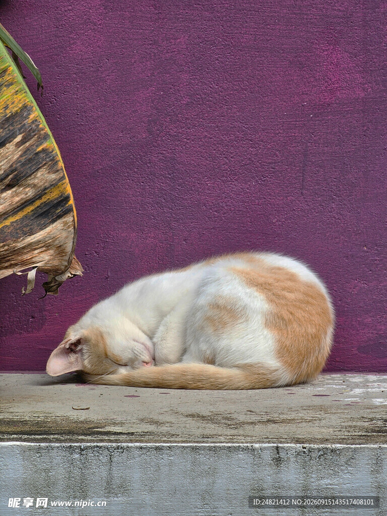酣睡的猫咪