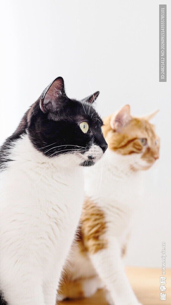 黑白猫与橘猫对视瞬间