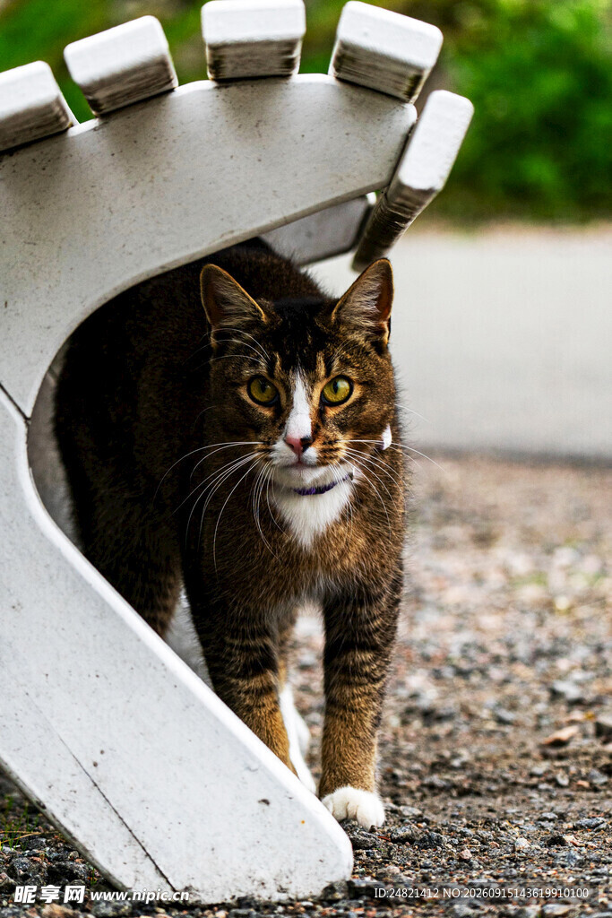 猫咪躲在白色物件下张望