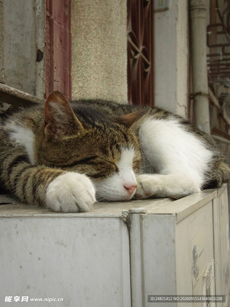 猫咪慵懒趴卧小憩