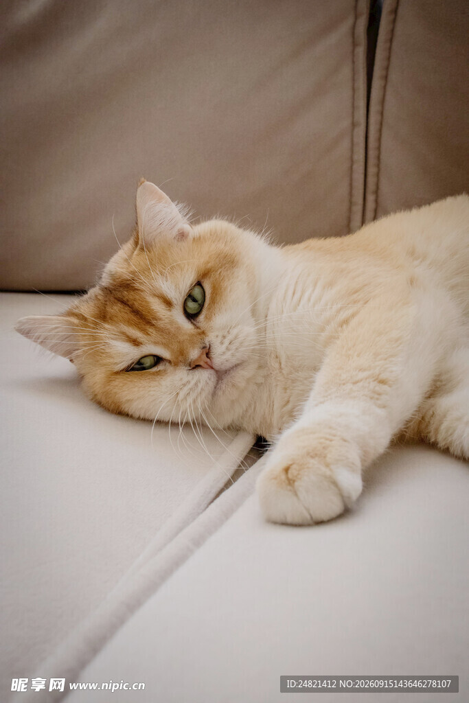 慵懒猫咪惬意躺沙发