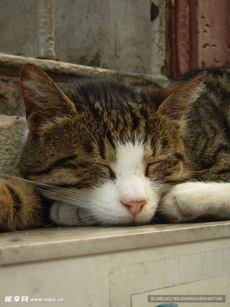 酣睡的斑纹猫咪