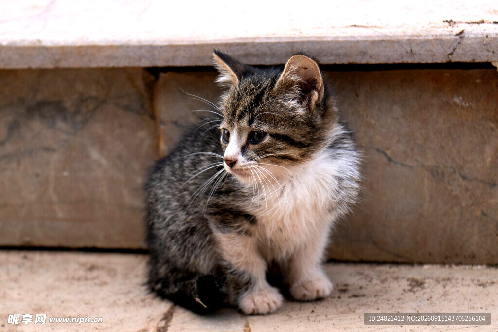 可爱小猫坐于台阶