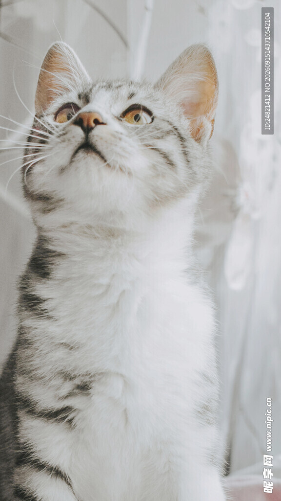 仰头的可爱猫咪