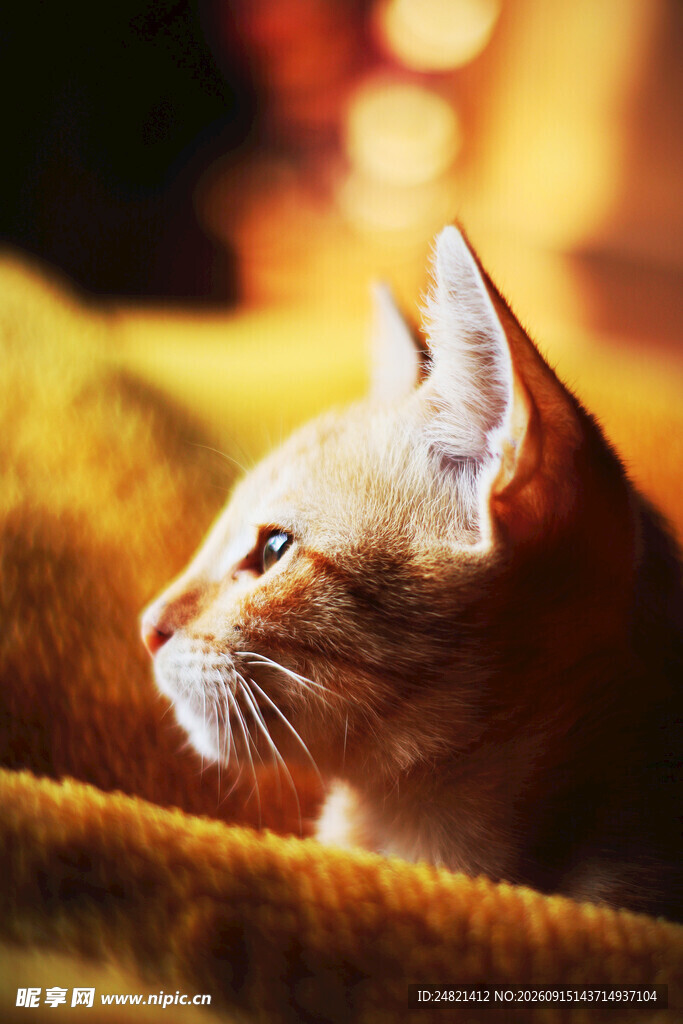 侧卧凝视的可爱猫咪