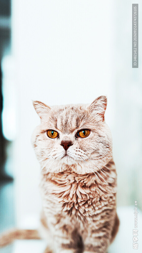 可爱猫咪凝视瞬间