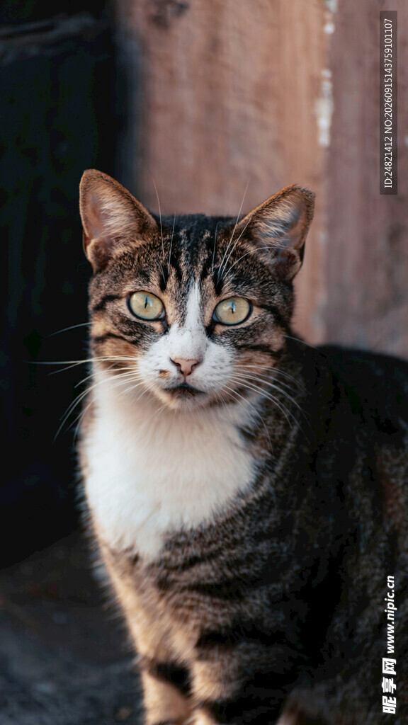 可爱斑纹猫的专注瞬间