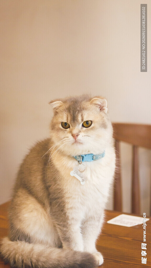 可爱猫咪端坐木椅