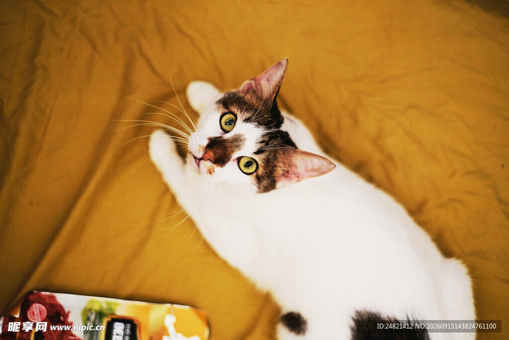 三色猫惬意躺卧在布上