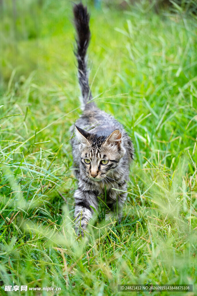 草丛中行走的斑纹猫咪