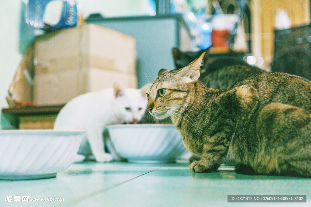 两只猫咪亲密互动瞬间