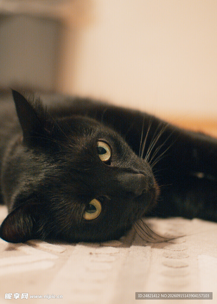 黑猫侧卧显慵懒