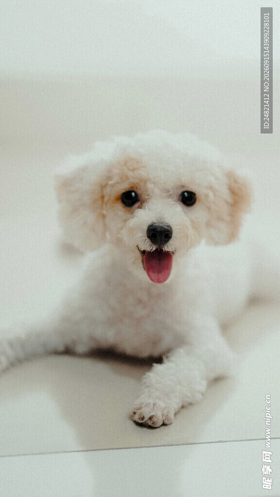 可爱比熊犬趴卧卖萌