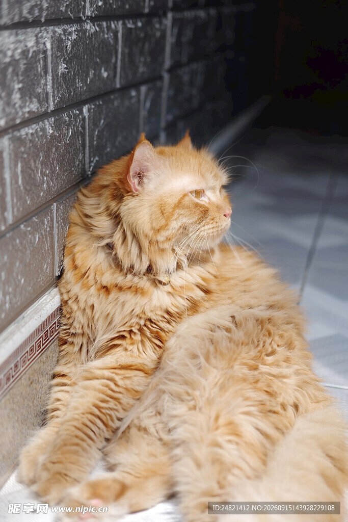 橘色长毛猫惬意靠墙躺