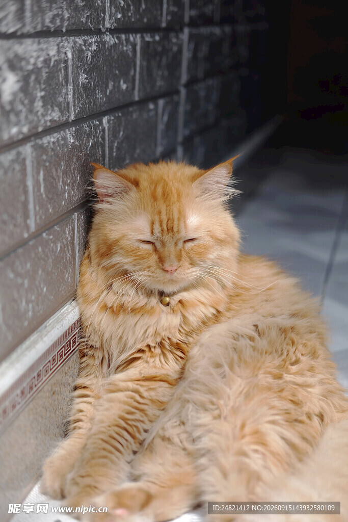 橘猫惬意躺卧