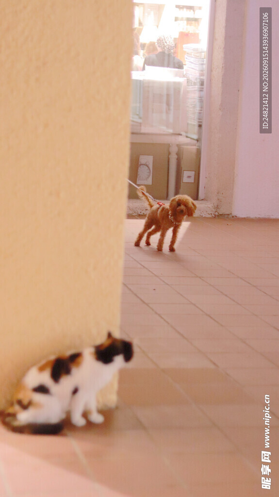 室内两猫互动场景