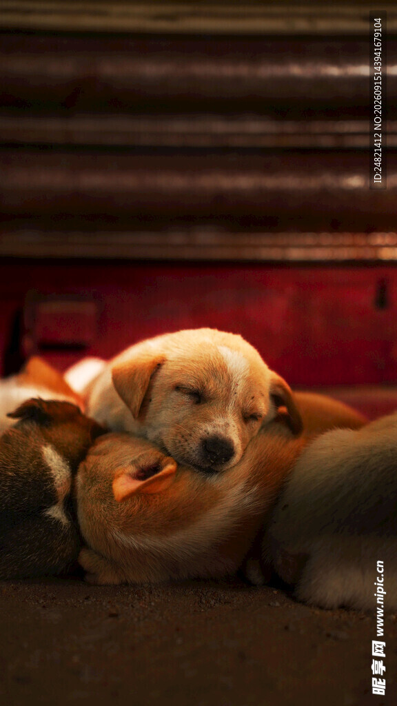 熟睡的金毛犬