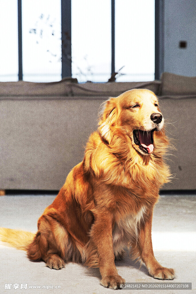 室内端坐的可爱金毛犬