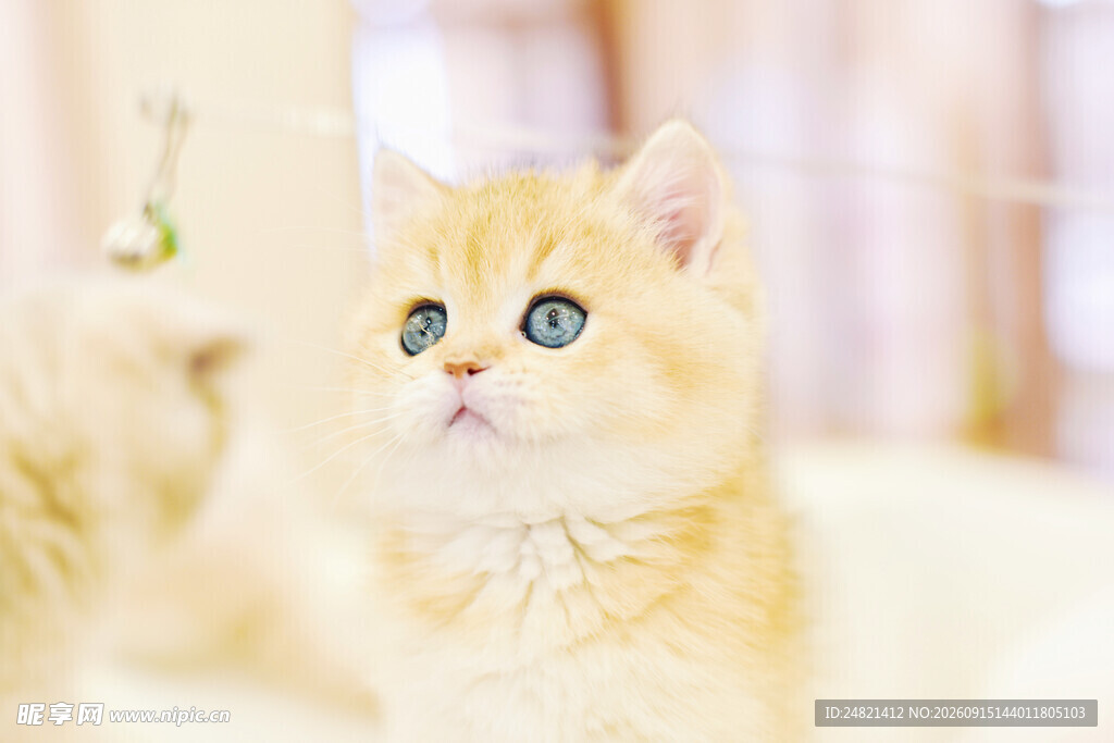 金渐层猫咪好奇张望
