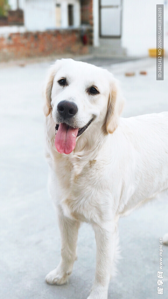 可爱金毛犬站立吐舌
