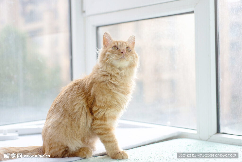 窗边橘猫眺望远方
