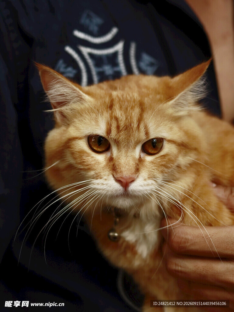 可爱橘色长毛猫被人抱着
