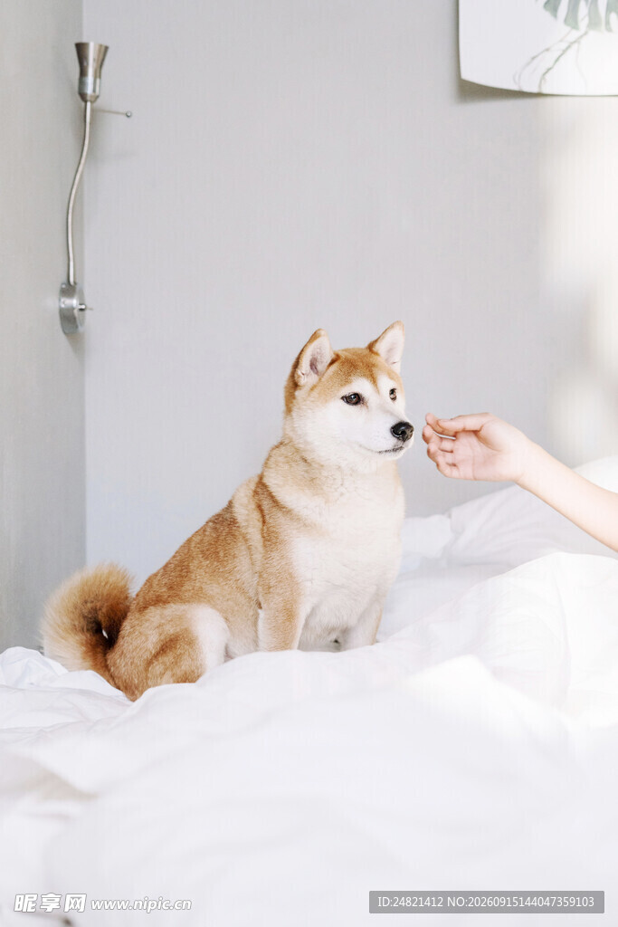 人与柴犬温馨互动瞬间