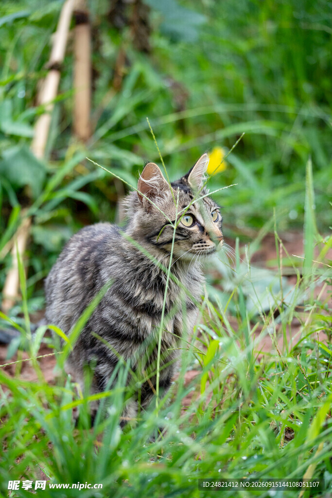 草丛中的可爱小猫咪