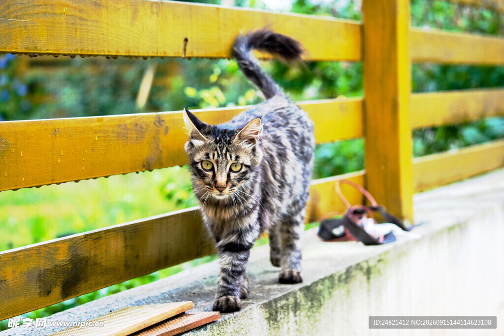 木栏边行走的长毛猫咪