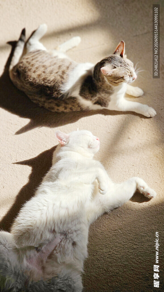 阳光下慵懒的两只猫咪