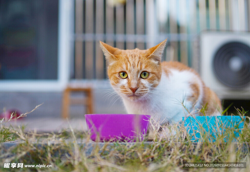 橘猫在户外进食