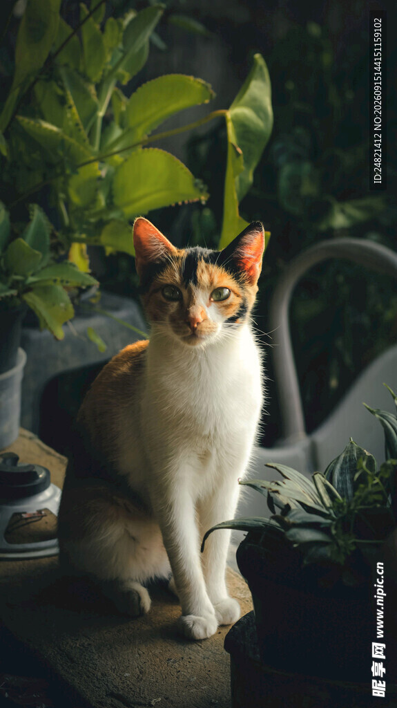 可爱三色猫坐于绿植间