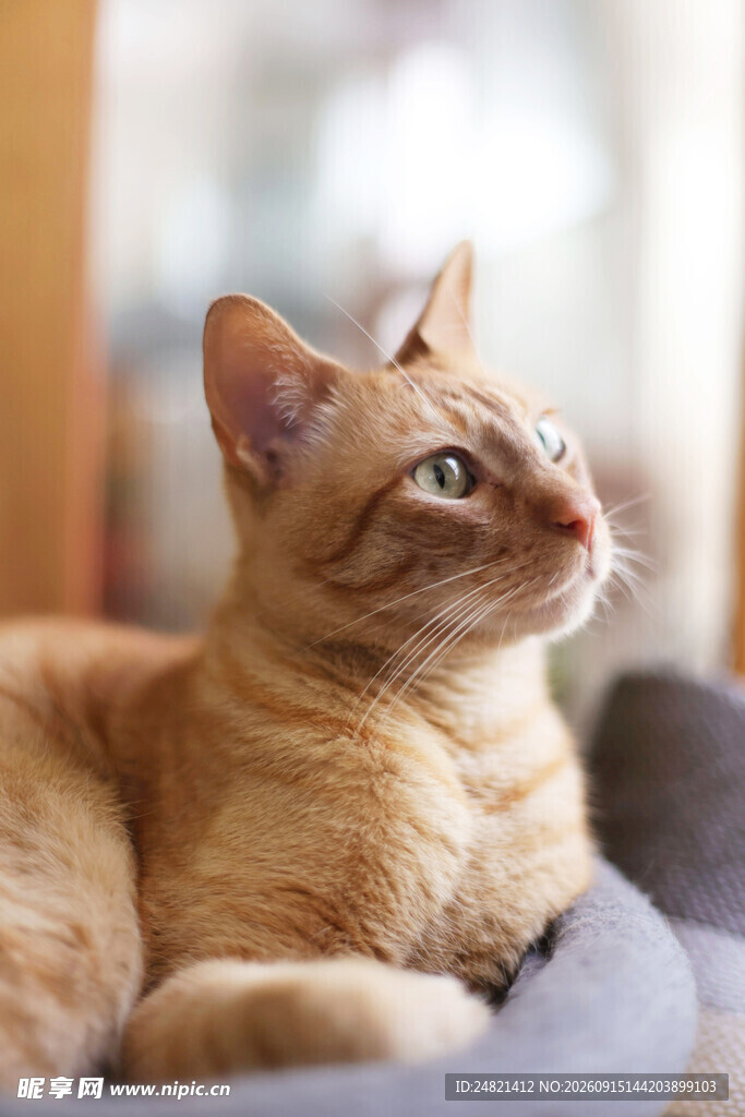 橘猫惬意躺卧