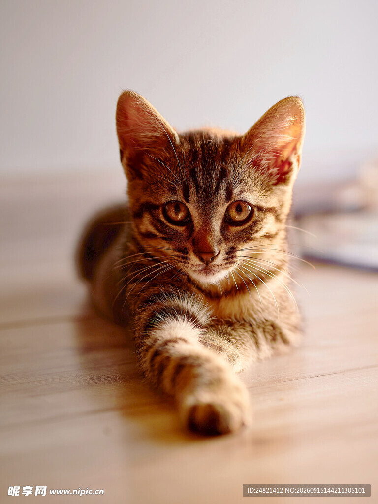 可爱小猫趴在地