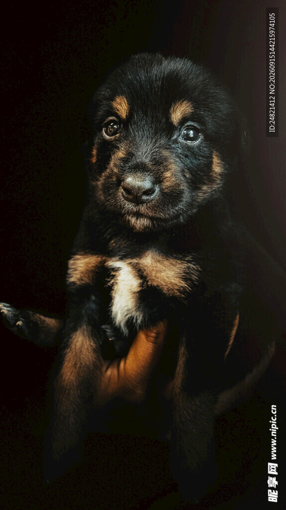 可爱幼犬特写